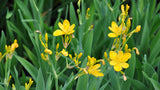Iris domestica Hello Yellow | 10_Seeds