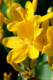 Iris domestica Hello Yellow | 10_Seeds