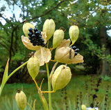 Iris domestica Hello Yellow | 10_Seeds