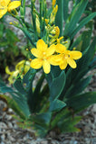 Iris domestica Hello Yellow | 10_Seeds