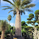 Jubaea chilensis | Chile Cocopalm | Chilean Wine Palm | 5_Seeds