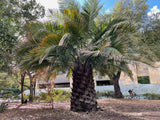 Jubaea chilensis | Chile Cocopalm | Chilean Wine Palm | 5_Seeds