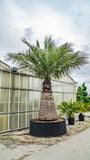 Jubaea chilensis | Chile Cocopalm | Chilean Wine Palm | 5_Seeds