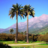 Jubaea chilensis | Chile Cocopalm | Chilean Wine Palm | 5_Seeds