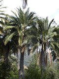 Jubaea chilensis | Chile Cocopalm | Chilean Wine Palm | 5_Seeds