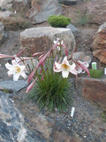 Lilium formosanum pricei | Dwarf Formosa | Taiwan Lily | 20_Seeds