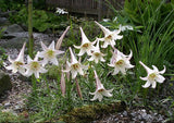 Lilium formosanum pricei | Dwarf Formosa | Taiwan Lily | 20_Seeds