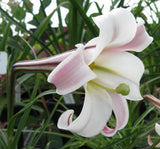 Lilium formosanum pricei | Dwarf Formosa | Taiwan Lily | 20_Seeds