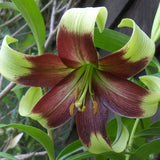 Lilium nepalense | Lily of Nepal | 5_Seeds