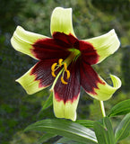 Lilium nepalense | Lily of Nepal | 5_Seeds