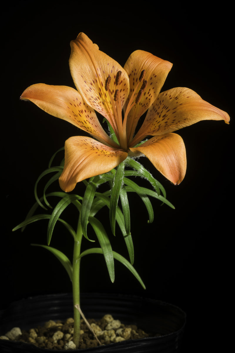 Lilium pensylvanicum | Siberian Lily | 5_Seeds – Butterfly Garden