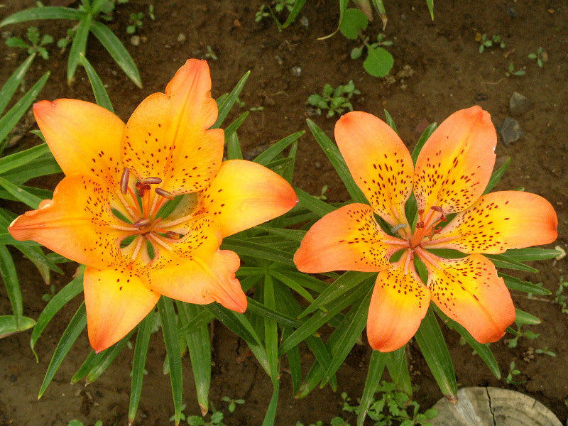 siberian lily flower Lilium pensylvanicum | Siberian Lily
