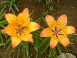 Lilium pensylvanicum | Siberian Lily | 5_Seeds