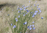 Linum perenne lewisii | Lewis & Blue & Prairie Flax | 20_Seeds