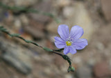 Linum perenne lewisii | Lewis & Blue & Prairie Flax | 20_Seeds