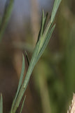 Linum perenne lewisii | Lewis & Blue & Prairie Flax | 20_Seeds