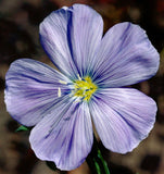 Linum perenne lewisii | Lewis & Blue & Prairie Flax | 20_Seeds