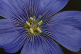 Linum perenne lewisii | Lewis & Blue & Prairie Flax | 20_Seeds