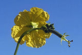Luffa aegyptiaca | Cylindrica | Sponge Gourd | Egyptian Cucumber | 20_Seeds
