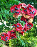 Majidea zanguebarica | Mgambo & Black Pearl & Velvet Seed Tree | 20_Seeds