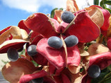 Majidea zanguebarica | Mgambo & Black Pearl & Velvet Seed Tree | 20_Seeds