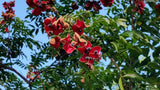 Majidea zanguebarica | Mgambo & Black Pearl & Velvet Seed Tree | 20_Seeds