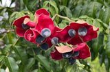 Majidea zanguebarica | Mgambo & Black Pearl & Velvet Seed Tree | 20_Seeds