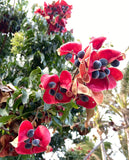 Majidea zanguebarica | Mgambo & Black Pearl & Velvet Seed Tree | 20_Seeds