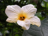 Momordica subangulata renigera | Teasle Gourd | Kakrol | Bhat Karela | 5_Seeds