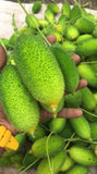 Momordica subangulata renigera | Teasle Gourd | Kakrol | Bhat Karela | 5_Seeds