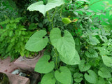 Momordica subangulata renigera | Teasle Gourd | Kakrol | Bhat Karela | 5_Seeds