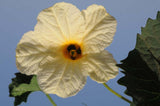 Momordica subangulata renigera | Teasle Gourd | Kakrol | Bhat Karela | 5_Seeds