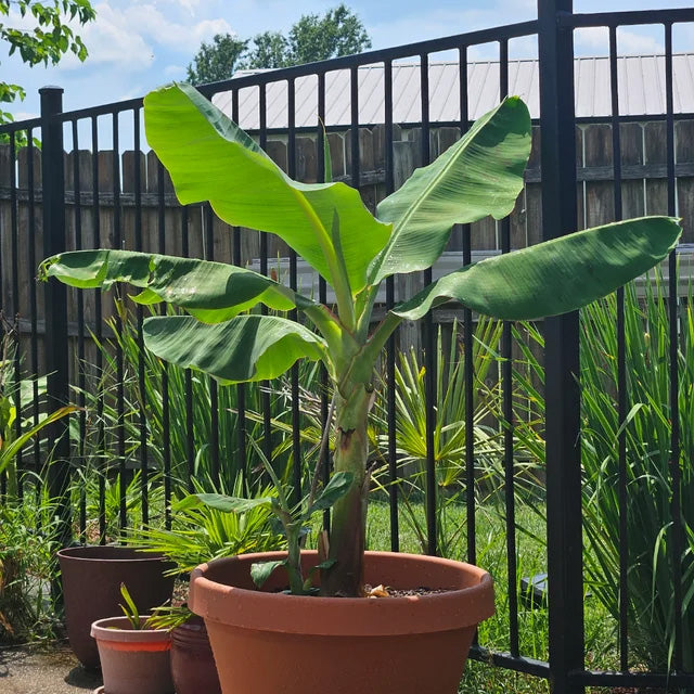 Musa acuminata | Dwarf Cavendish Banana | 10_Seeds – Butterfly