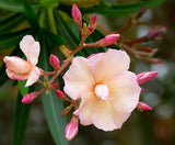 Nerium oleander Dwarf Peach | 20_Seeds