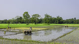 Oryza sativa Boka | Magic Rice of Assam | Kumol Saul | Boka Saul | 20_Seeds