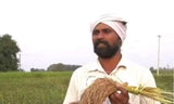 Oryza sativa Boka | Magic Rice of Assam | Kumol Saul | Boka Saul | 20_Seeds