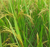 Oryza sativa Boka | Magic Rice of Assam | Kumol Saul | Boka Saul | 20_Seeds