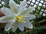 Passiflora tarminiana Alba | White Passion Flower | Banana Passionfruit Poka | 5_Seeds
