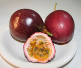 Passiflora edulis McGuffy Red | 5_Seeds