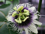 Passiflora edulis McGuffy Red | 5_Seeds