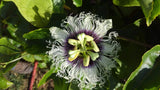 Passiflora edulis McGuffy Red | 5_Seeds