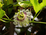 Passiflora edulis McGuffy Red | 5_Seeds