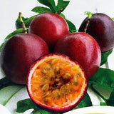 Passiflora edulis Red Giant | 5_Seeds