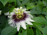 Passiflora edulis Red Giant | 5_Seeds