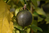 Passiflora edulis Toms Black | 10_Seeds