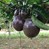 Passiflora edulis Toms Black | 10_Seeds