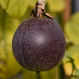 Passiflora edulis Toms Black | 10_Seeds