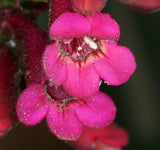 Penstemon pseudospectabilis | Desert Beardtongue Penstemon | 50_Seeds