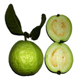 Psidium guajava | Allahabad Safeda White Flesh | Yellow & Lemon & Apple Guava | 20_Seeds