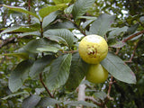 Psidium guajava | Allahabad Safeda White Flesh | Yellow & Lemon & Apple Guava | 20_Seeds